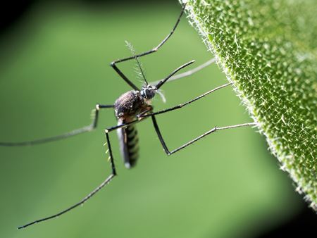 Insect Control Thumbnail