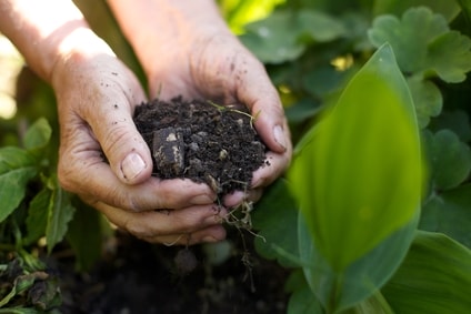 Lawn Fertilization Thumbnail