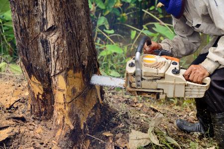 Tree Removal Thumbnail