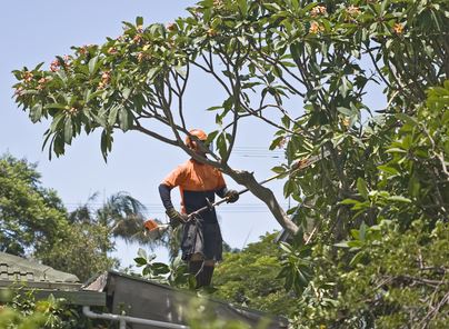 Tree Services Thumbnail